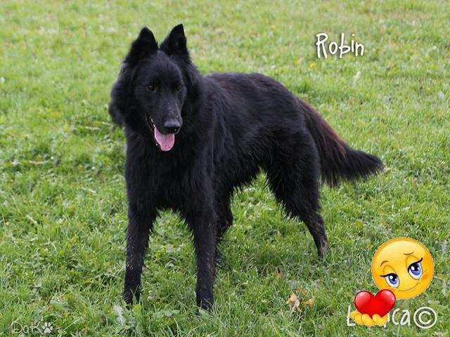 Buona vita, Robin!